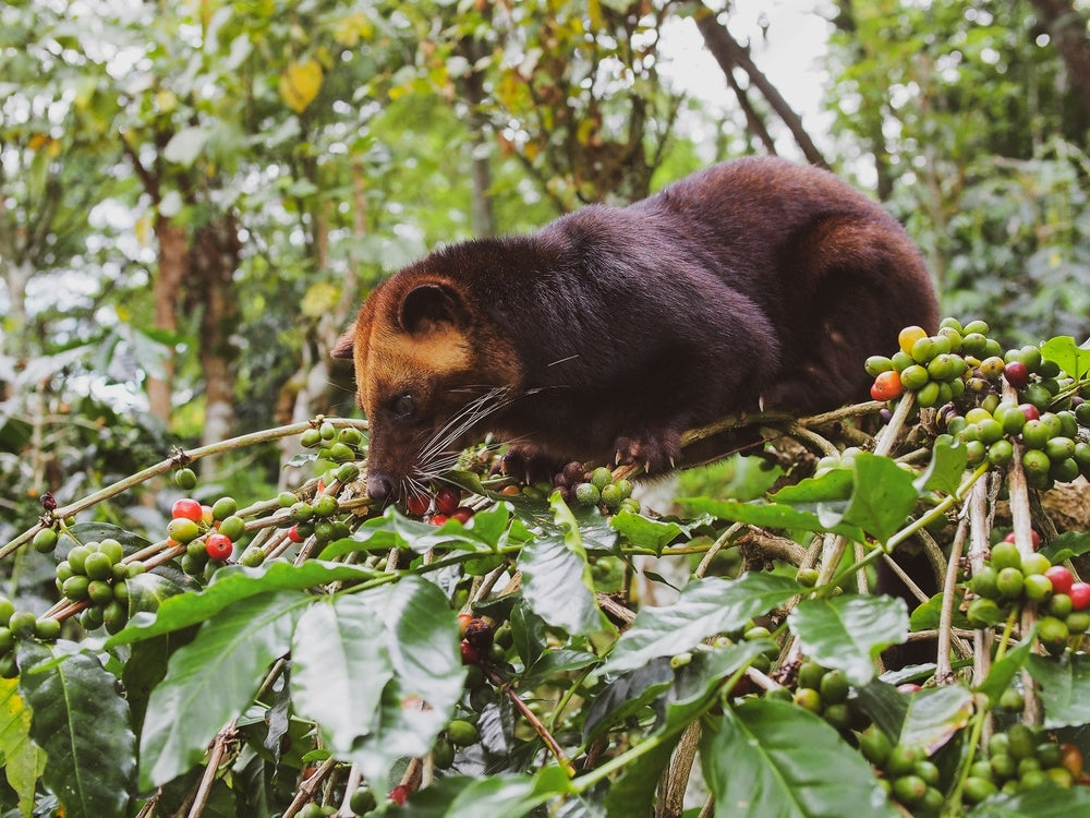 Wild Kopi Luwak Coffee