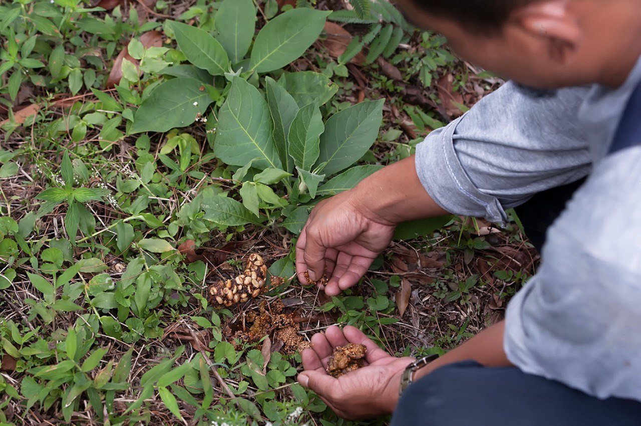 Wild Kopi Luwak Coffee